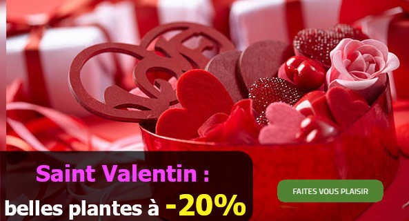 St valentin : Promotion -20%